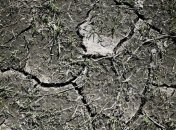 Засуха в Европе: Фермеры Германии получат компенсацию до 340 миллионов евро