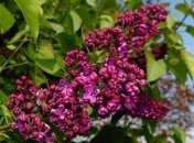 В Україні сьогодні до +25, на заході пройдуть дощі