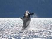 Косатка-долгожитель продолжает покорять воды мирового океана