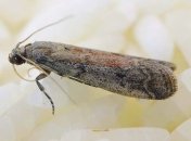 Моль дуже любить макарони, зерна рису, бобові і навіть шоколад