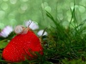 Полуниця вимагає особливого догляду