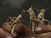 В России будут бороться с саранчой во время ЧМ-2018