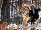Дружба хищника и жертвы: тигр Амур и козлик Тимур, которые покорили Интернет 