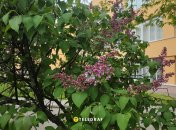 Бузок у Києві