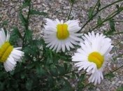 В Фукусиме выросли ромашки-мутанты 