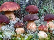 С 1 июля украинцев пустят в Беларусь собирать грибы и ягоды 