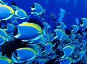 Стало известно, как рыбам удается скрыться от хищников в открытом океане