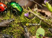 Колаж "Телеграфу"