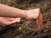 В начале мая обязательно нужно посеять зелень и овощи