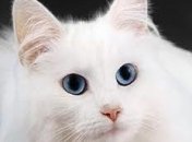 Прогноз на 2014 год Лошади