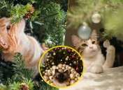 Коты обожают играть с елкой