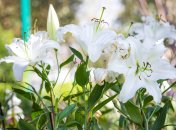 Если правильно ухаживать за лилиями, они будут радовать цветением и ароматом