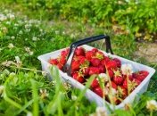 Летнее предостережение: кому и почему нельзя есть клубнику