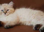 Путин подарил японскому губернатору котенка  
