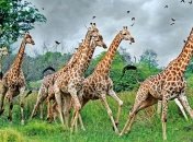 Ученые доказали, что в мире существует 4 вида жирафов