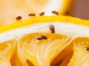 Ловушка для мух своими руками - фото+инструкция