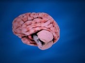 Ученые разработали новый метод доставки лекарства в мозг с помощью яда скорпиона