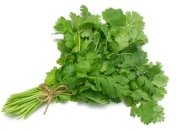 Кинза эффективно очистит питьевую воду