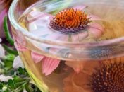 Укрепление иммунитета с помощью настойки эхинацеи