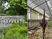 На Сырце в дендропарке растет настоящая экзотика