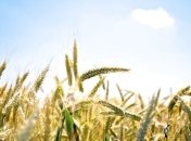 Какая погода ждет украинцев на День Независимости?