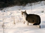 Народный праздник 23 января известен под названием Григорий Летоуказатель