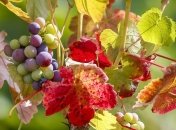 Жара в Европе: Германия подсчитала рекордные убытки от засухи 