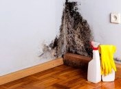 Плесень может прятаться в углах