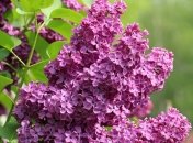 Скільки днів будуть відпочивати українці у травні