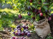 Слива нужно хорошо подкармливать (изображение создано с помощью ИИ)