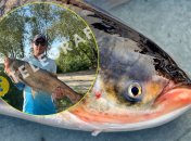 Товстолобик