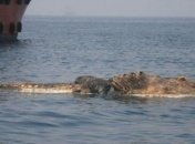Моряки обнаружили аномально-гигантское чудовище (Фото)