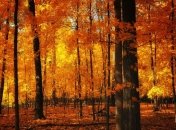 В Украину придет потепление 