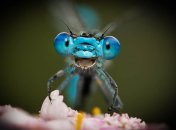 Улыбчивая стрекоза