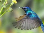 Хрустальная красота: яркие птички колибри (Фото)