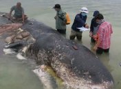 Находка ужаснула экологов: в Индонезии из желудка кашалота извлекли 6 кг мусора  