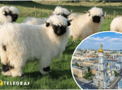 Овцы гуляли в Харькове