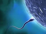 Женский гормон «подгоняет» сперматозоиды при оплодотворении