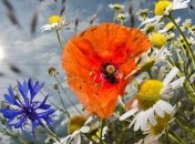 В Украину идет настоящее лето 