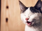 День кошек 2021: веселые картинки и мемы с этими животными для отличного настроения (фото, видео)