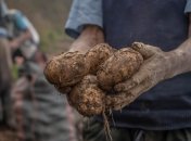 Какие растения лучше всего выращивать рядом с картофелем - список