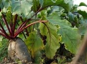 Краснеют листья у свеклы – почему так происходит