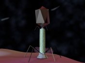 Бактеріофаг, ілюстративне зображення