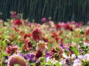 Погода в Украине 30 июня: облачно с прояснениями, пройдут небольшие дожди