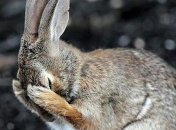 Красочные работы с конкурса Comedy Wildlife Photography Awards 2018 (Фото)