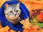 Прогноз погоды в Украине на 27 сентября: существенно похолодает