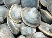 Список долгожителей планеты возглавили представители морей и океанов