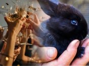 Как встречать 2023 год Кролика - "правила"