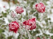 Троянди можуть загинути від морозів