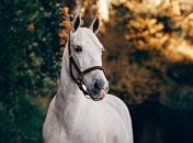 "Лошадки от коронавируса": ученые разрабатывают новое лекарство от COVID-19